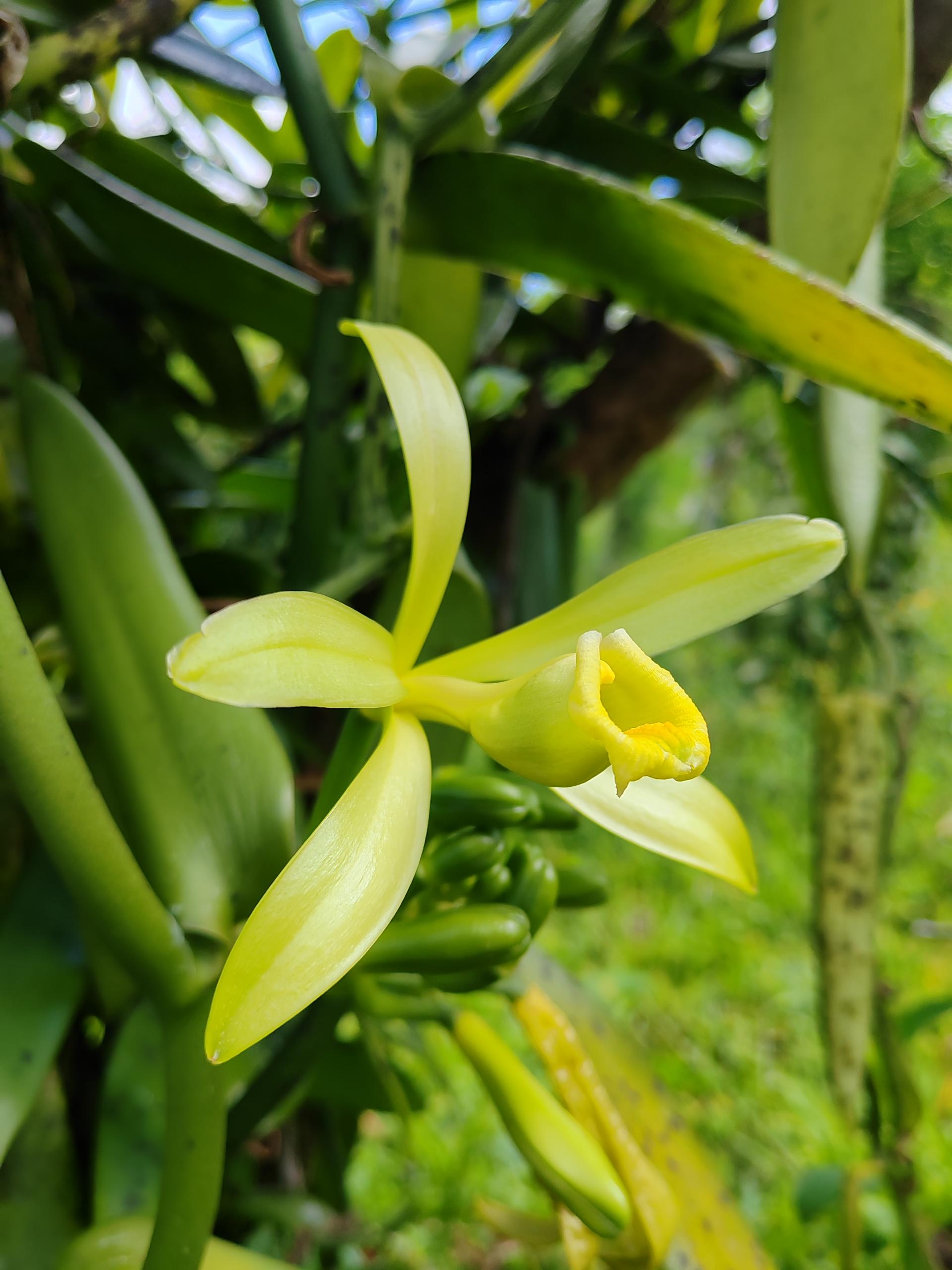香荚兰花朵特写